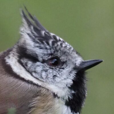 Spring Birds
