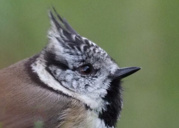 Spring Birds