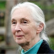 Dr Jane Goodall DBE Avatar
