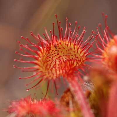 Wildflowers and Walking with David Bale