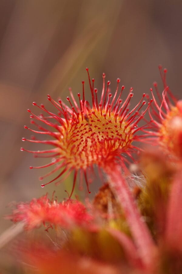 Wildflowers and Walking with David Bale