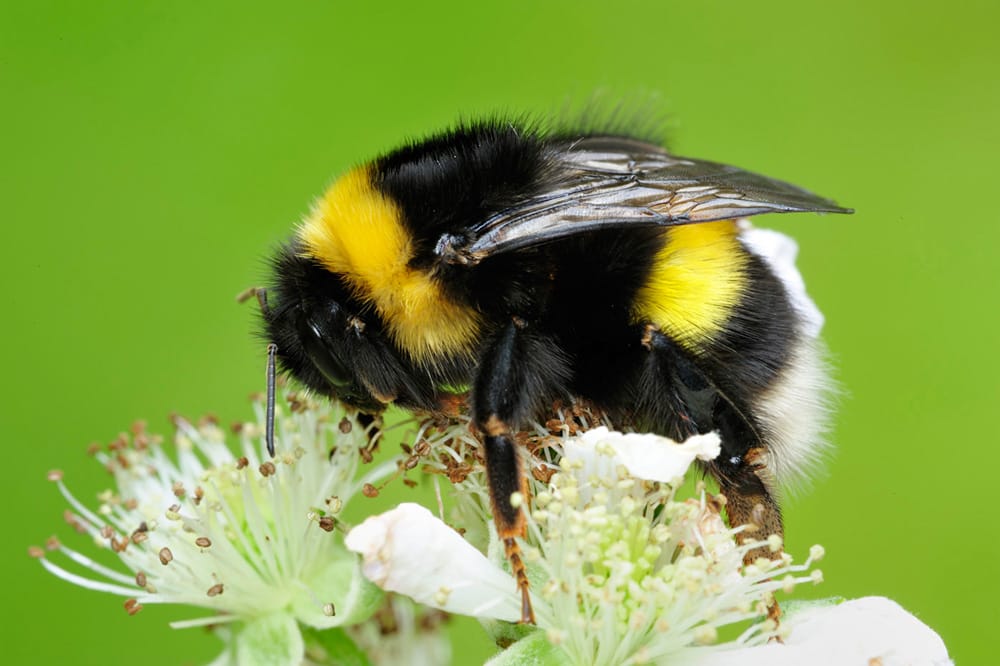 https://www.aigas.co.uk/wp-content/uploads/2022/04/White-tailed-bumblebee-Laurie-Campbell.jpg