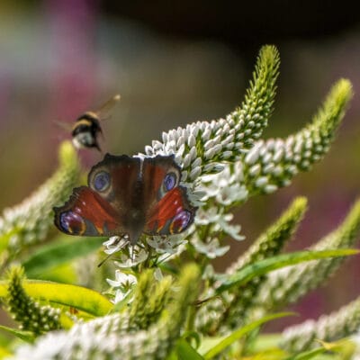 Gardens of the Highlands with Sue Pomeroy