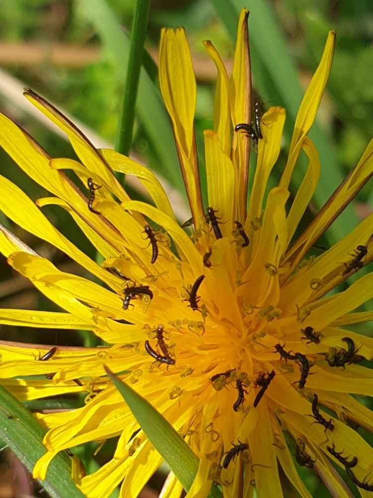 Triungulins (oil beetle larva