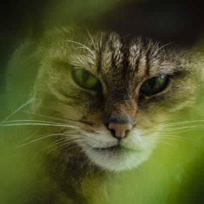 Whisky and Wildlife with Martyn Jamieson