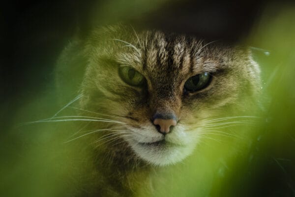 Whisky and Wildlife with Martyn Jamieson