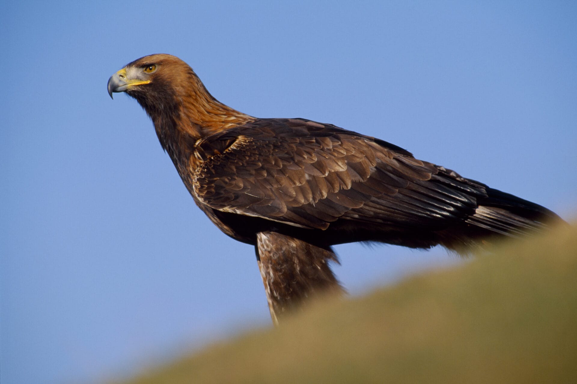 Golden Eagle