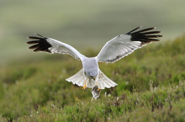 The Outer Hebrides: North and South Uist