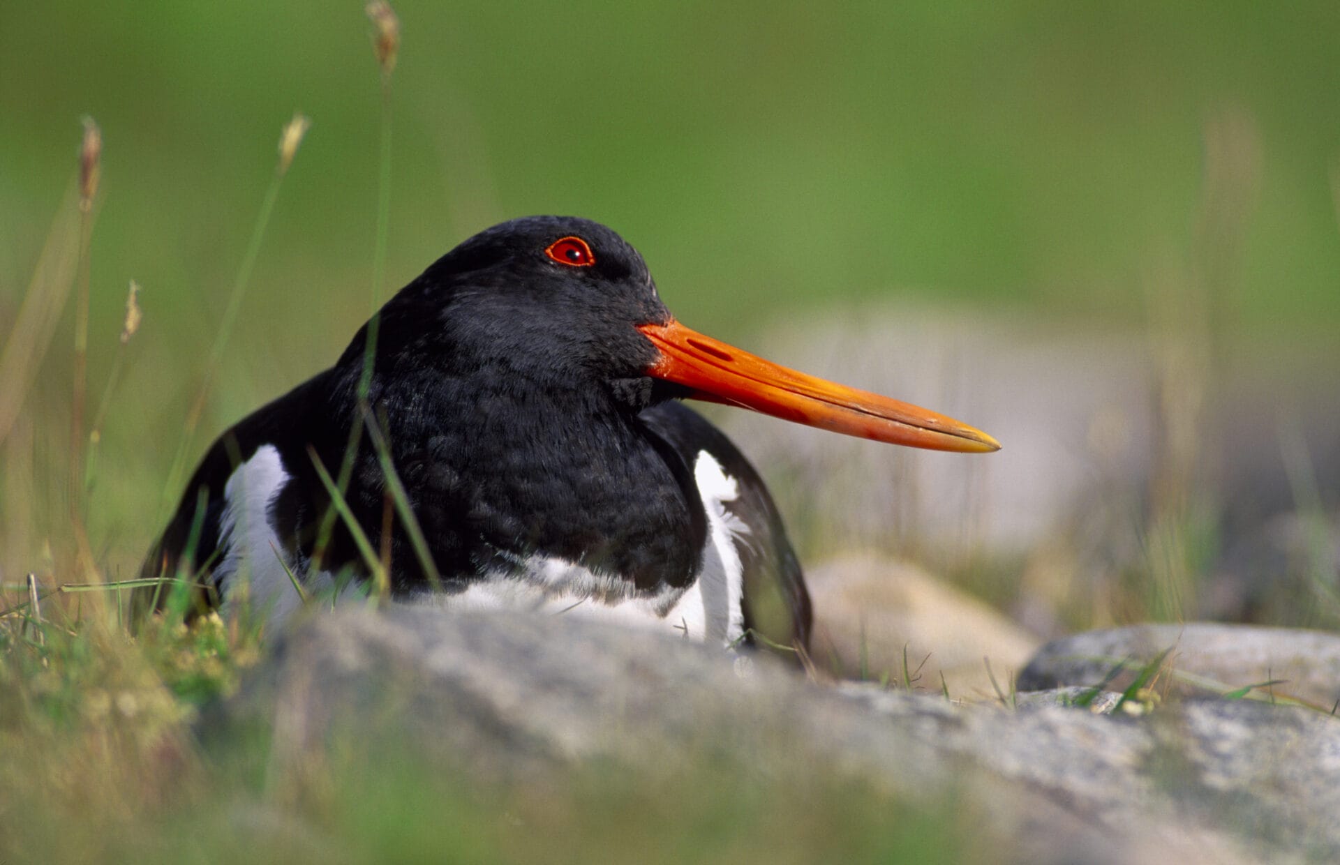 Oystercatcher