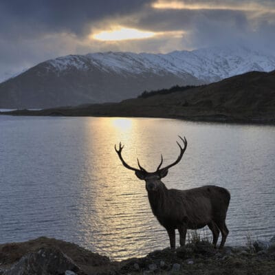 Aigas Wildlife Discovery