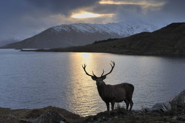 Aigas Wildlife Discovery