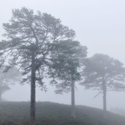 Terrific Trees with Dan Puplett