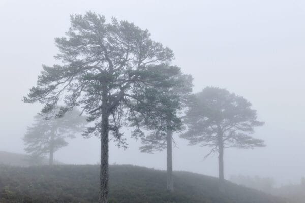 Terrific Trees with Dan Puplett