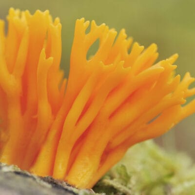 Fascinating Fungi with Liz Holden
