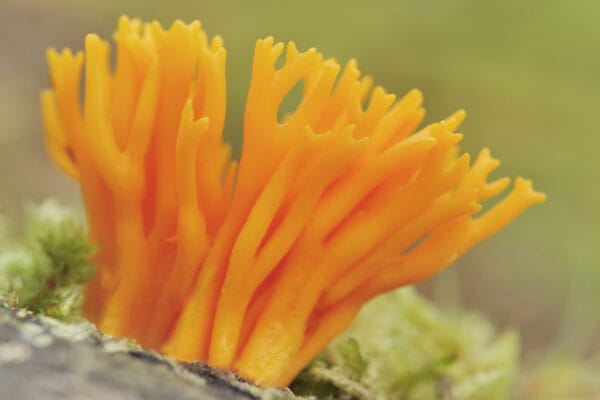 Fascinating Fungi with Neville Kilkenny