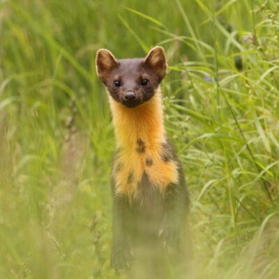 The Famous Aigas Wildlife Week