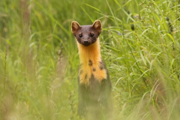 The Famous Aigas Wildlife Week