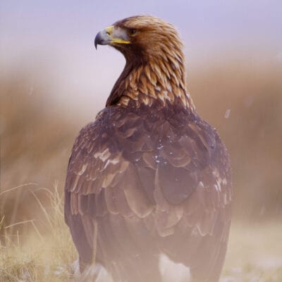 Raptors: Eagles, Hawks and Harriers