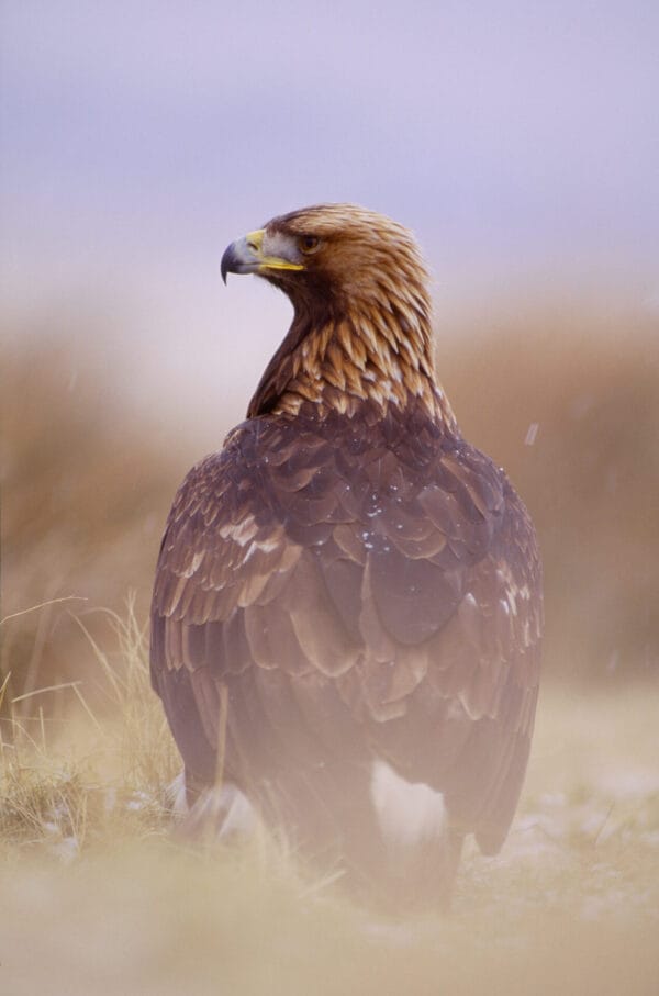 Raptors: Eagles, Hawks and Harriers