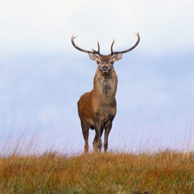 Monarchs of the Glen