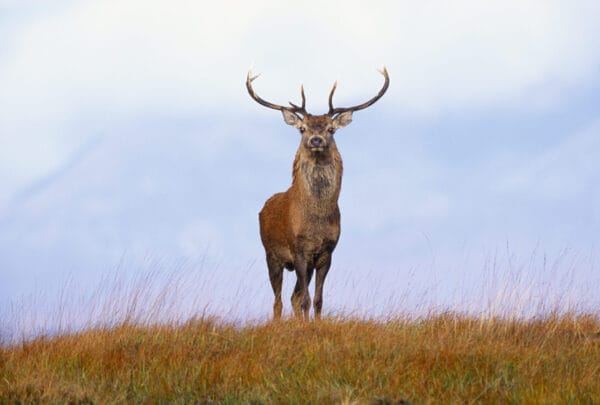 Monarchs of the Glen