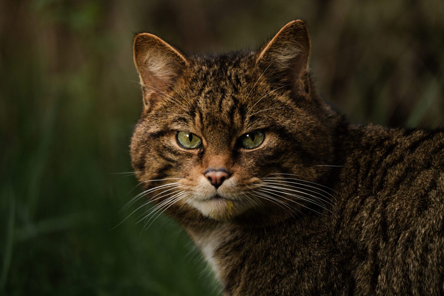 Wildcat Coll