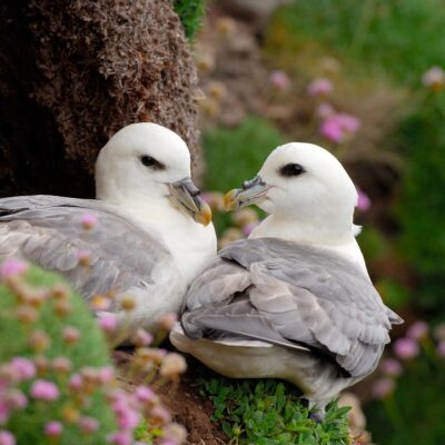 Wildlife of Orkney with Calum Urquhart