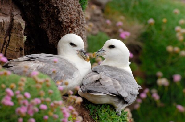 Wildlife of Orkney with Calum Urquhart