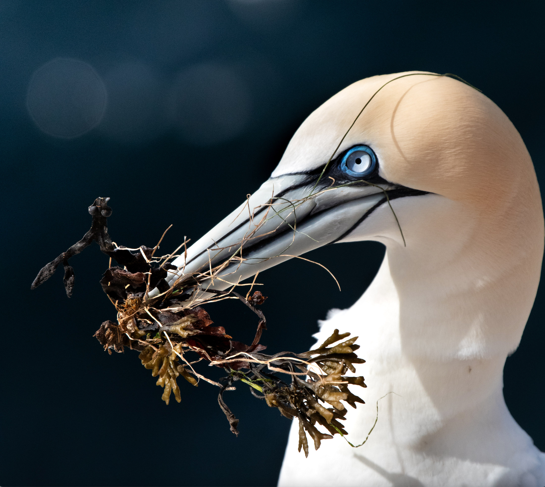 Gannet with Seaweed - Ellie Reid