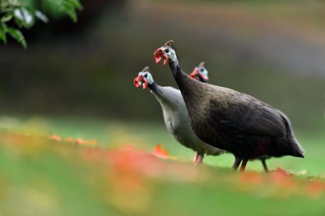 Helmeted guineafowl are residents at Aigas gardens - L.Campbell Helmeted guineafowl
