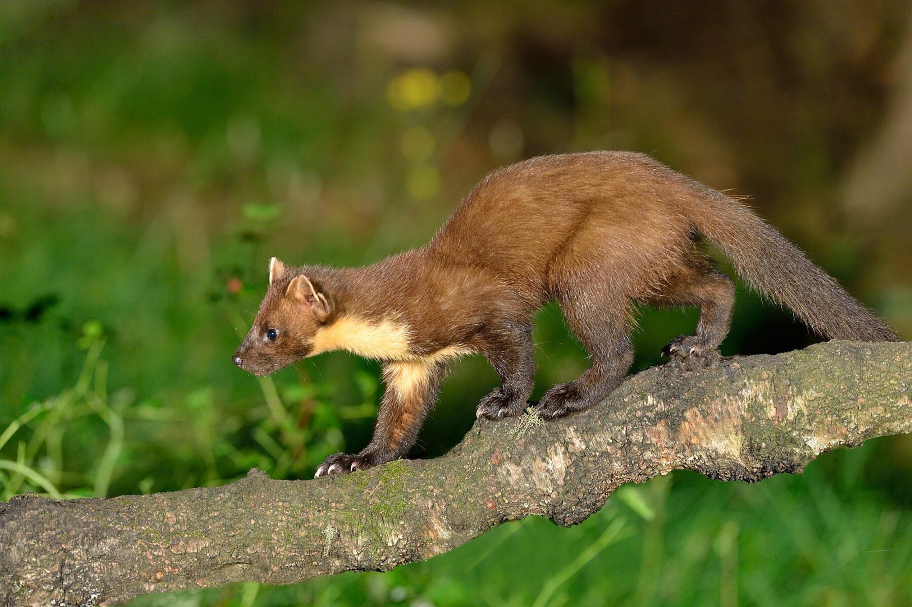 Pine marten