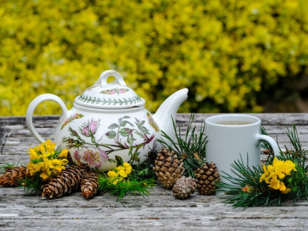 Wellness & Wildlife - Emilie Shuttlewood Wellness & Wildlife